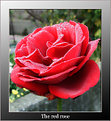 Picture Title - The red rose