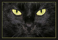 Picture Title - Yellow eyes