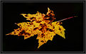 Picture Title - Floating Leaf