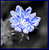 Icy Chicory