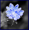 Picture Title - Icy Chicory