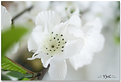 Picture Title - .. White Flower ..