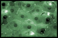 Picture Title - Frogspawn