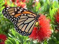 Picture Title - Monarch butterfly