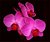 Phalenopsis Orchid In The Void