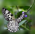 Picture Title - Butterfly 2
