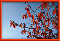 Picture Title - red leaves against blue sky