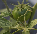 Picture Title - Green Tomatoe