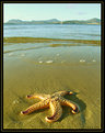 Picture Title - Starfish Washed Ashore