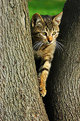 Picture Title - Like a wild cat