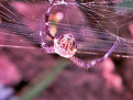 Picture Title - spider web