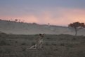 Picture Title - young lion at dusk
