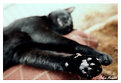 Picture Title - velvet paws...