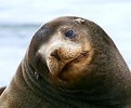 Picture Title - Baby Sea Lion