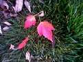 Picture Title - Leaves in the Grass