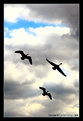 Picture Title - migratory by gooses - silhouets