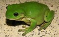 Picture Title - green tree frog