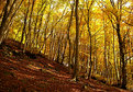 Picture Title - autumn wood