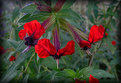 Picture Title - Red Flowers