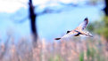 Picture Title - Mourning Dove Flushed