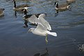 Picture Title - Diving gull