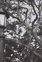Picture Title - Light and Tree