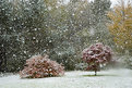 Picture Title - First snow