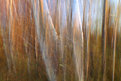 Picture Title - Whispering Birch