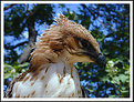 Picture Title - Fishing Eagle