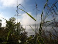 Picture Title - Banks of the Ohio