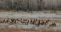 Picture Title - Herd of Elk