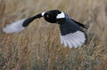 Picture Title - Magpie