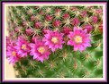 Picture Title - Cactus Flower