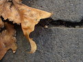 Picture Title - Autumn Leaves 3...