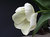 WHITE TULIP