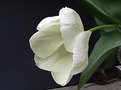 Picture Title - WHITE TULIP