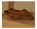 Picture Title - Coqui II