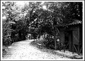 Picture Title - park alley....