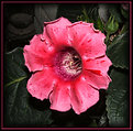 Picture Title - Gloxinia