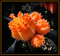 Picture Title - Orange Cactus