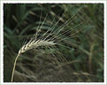 Picture Title - Wheat