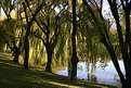 Picture Title - Weeping Willows