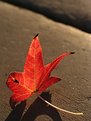 Picture Title - autumn leaf