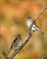 Picture Title - Sparrows