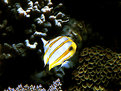 Picture Title - Copperband Butterfly Fish