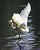 Young Snowy Egret