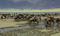 Picture Title - Wildebeests