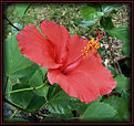 Picture Title - Red Hibiscus