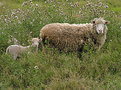 Picture Title - Sheep with lamb