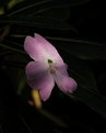 Picture Title - Flower in Shadow